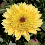 Gazania SunBathers Cremazu